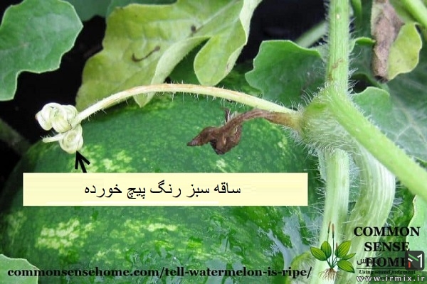 تشخیص هندوانه شیرین