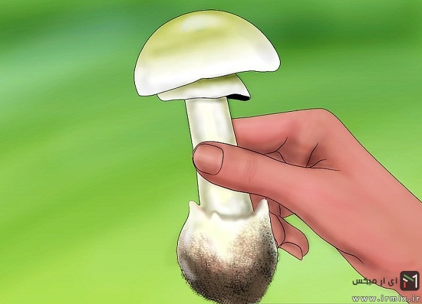 تشخیص قارچ سمی