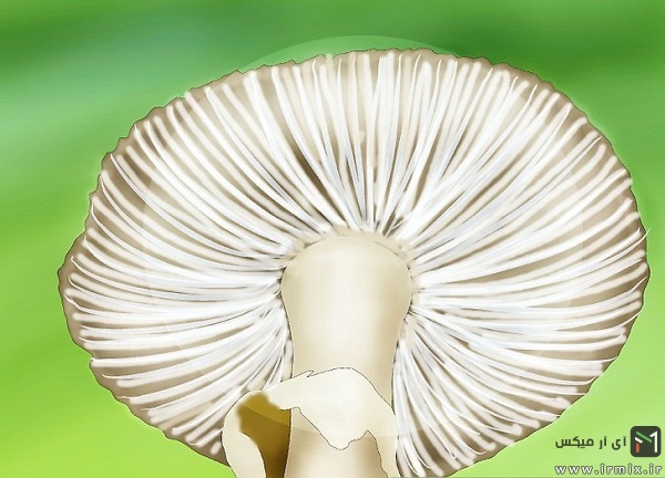 تشخیص قارچ سمی
