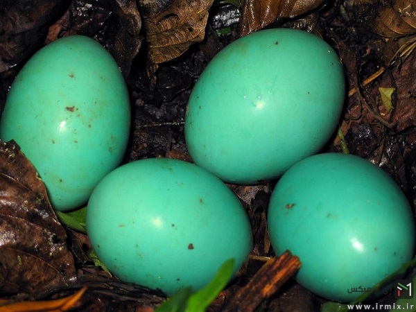 The world’s most beautiful birds’ eggs