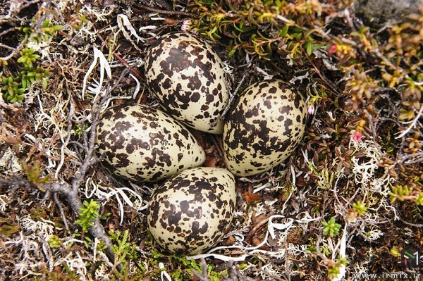 The world’s most beautiful birds’ eggs