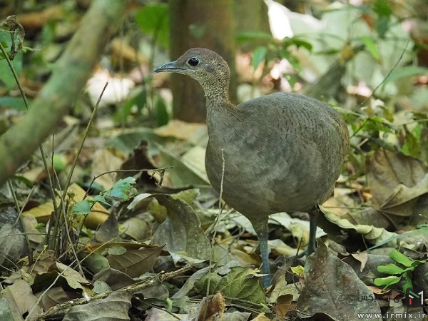 The world’s most beautiful birds’ eggs