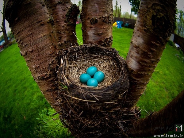 The world’s most beautiful birds’ eggs