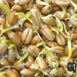 روغن جوانه گندم