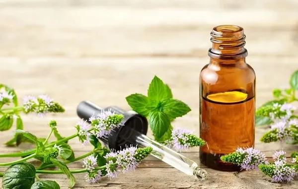 فراری دادن موش از سقف خانه با روغن نعناع