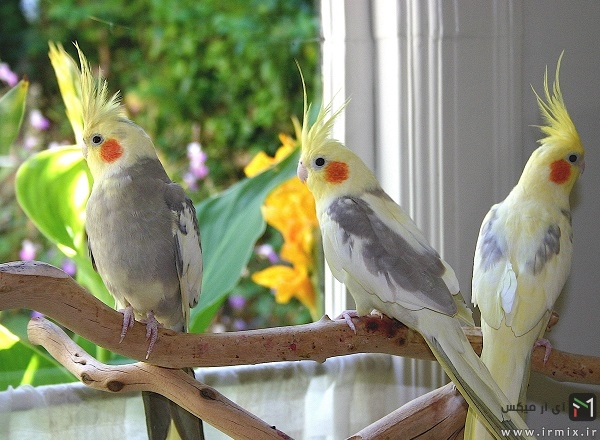زندگی گروهی عروس هلندی