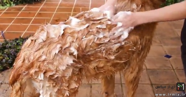شستن بدن سگ
