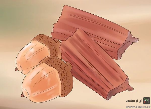 میوه بلوط و چوب درخت