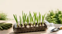 آموزش کاشت سیر در بطری