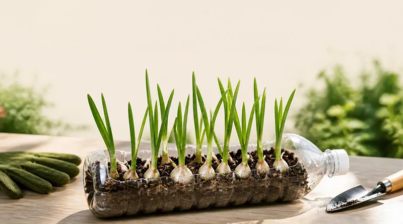 آموزش کاشت سیر در بطری + نکات مهم